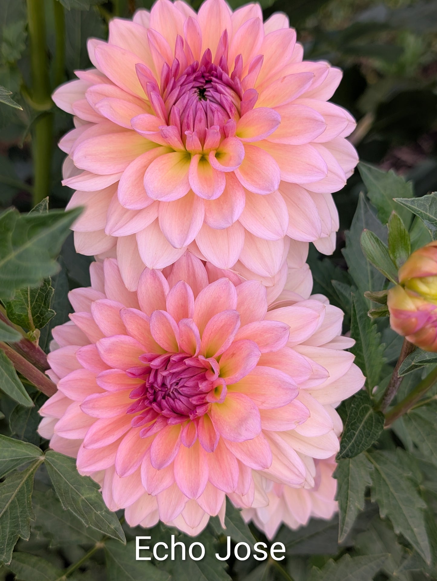 Echo Jose dahlia tuber