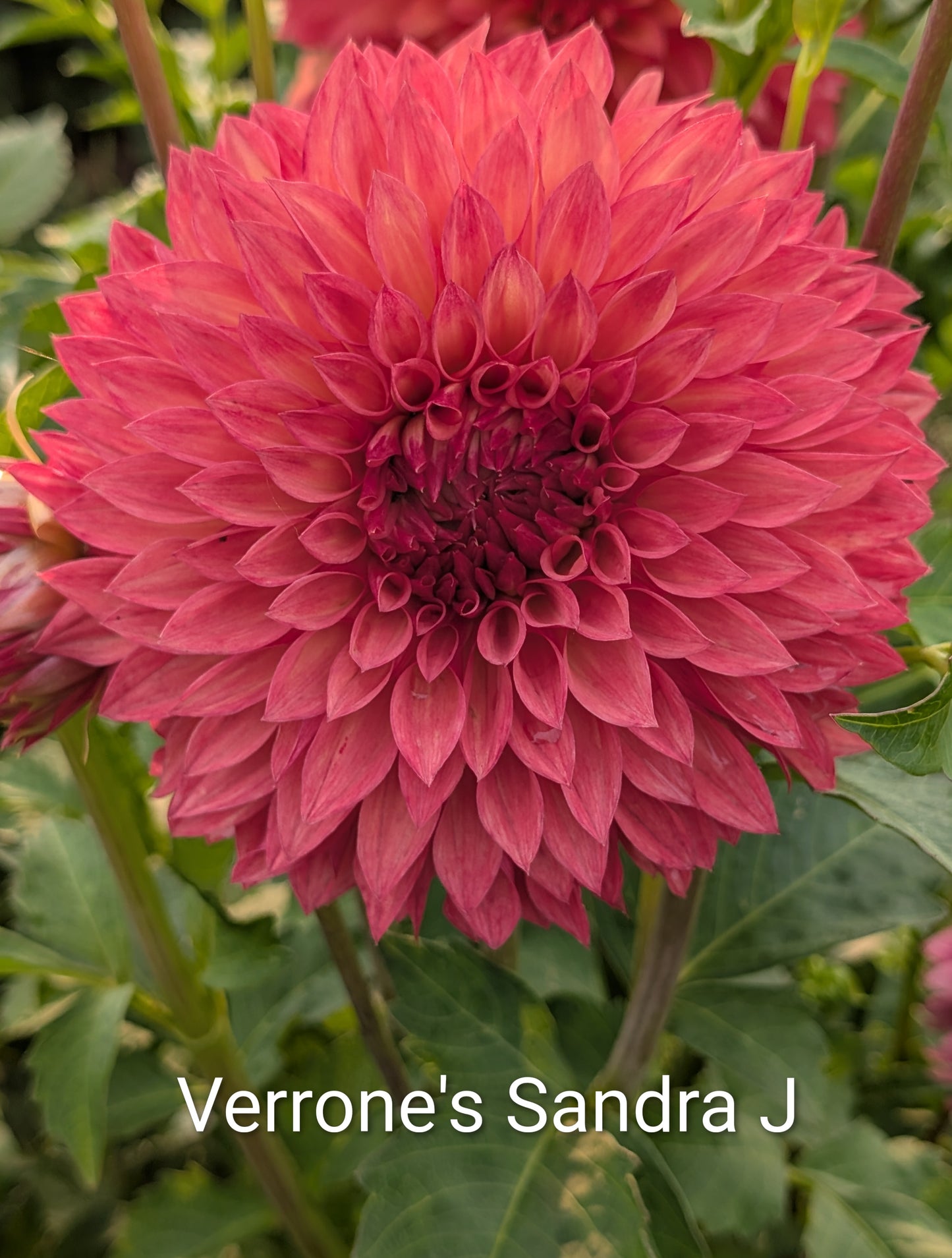 Verrone's Sandra J dahlia tuber