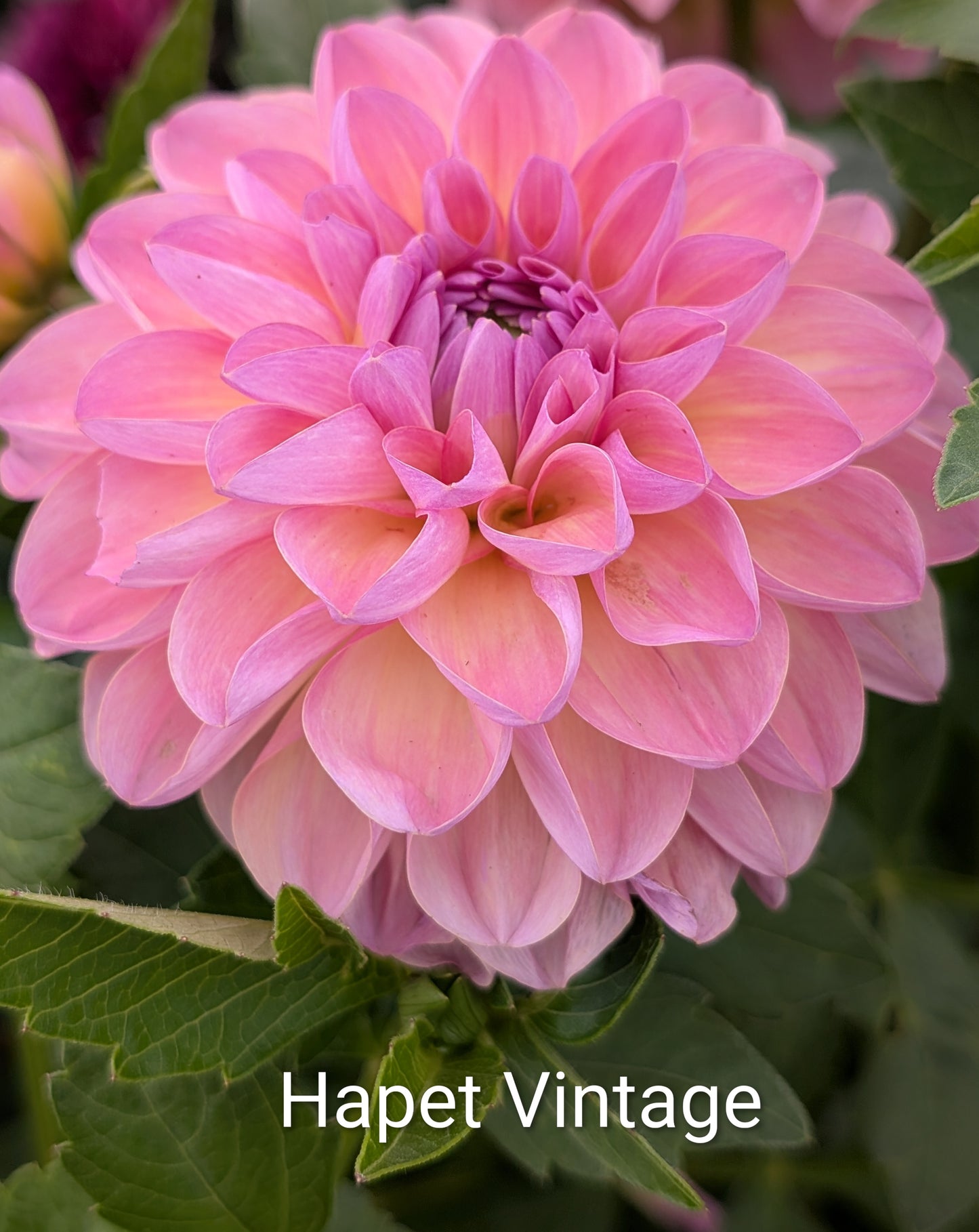 Hapet Vintage dahlia tuber
