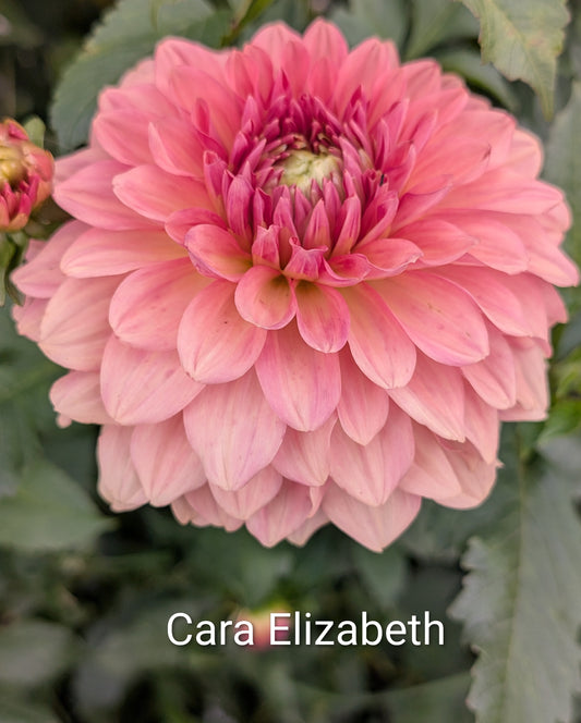 Cara Elizabeth dahlia tuber