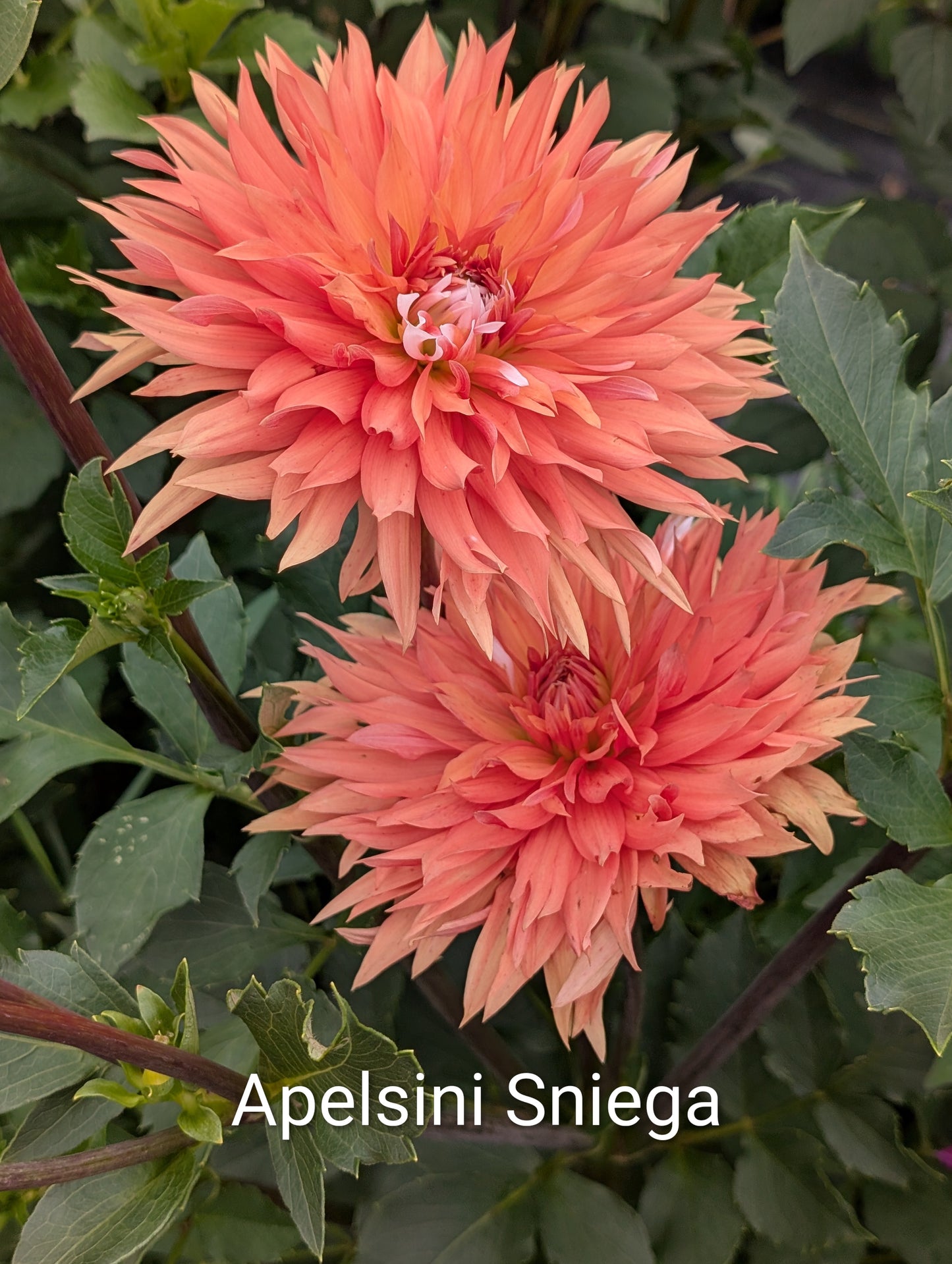 Apelsini Sniega dahlia tuber