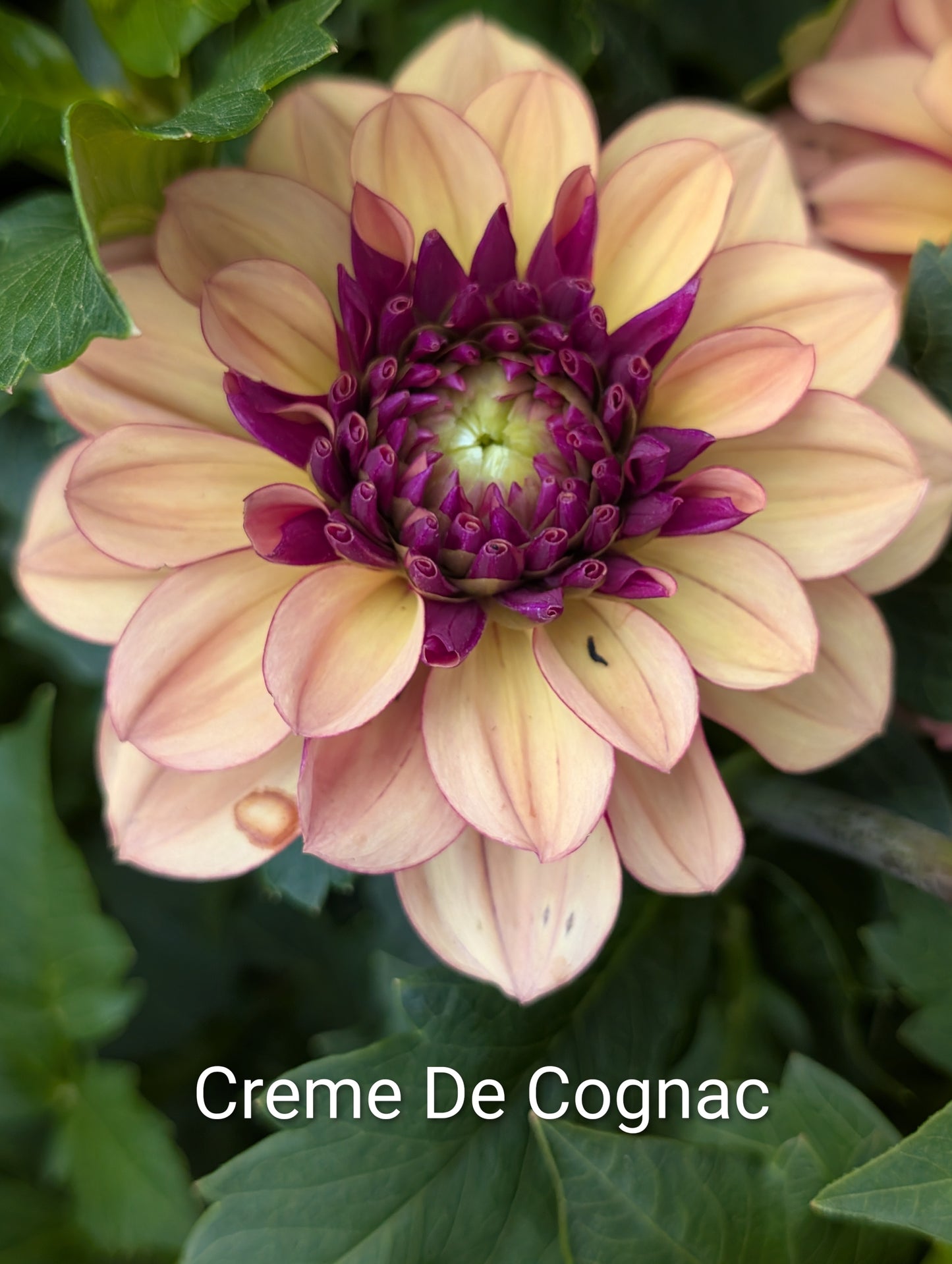 Creme De Cognac dahlia tuber
