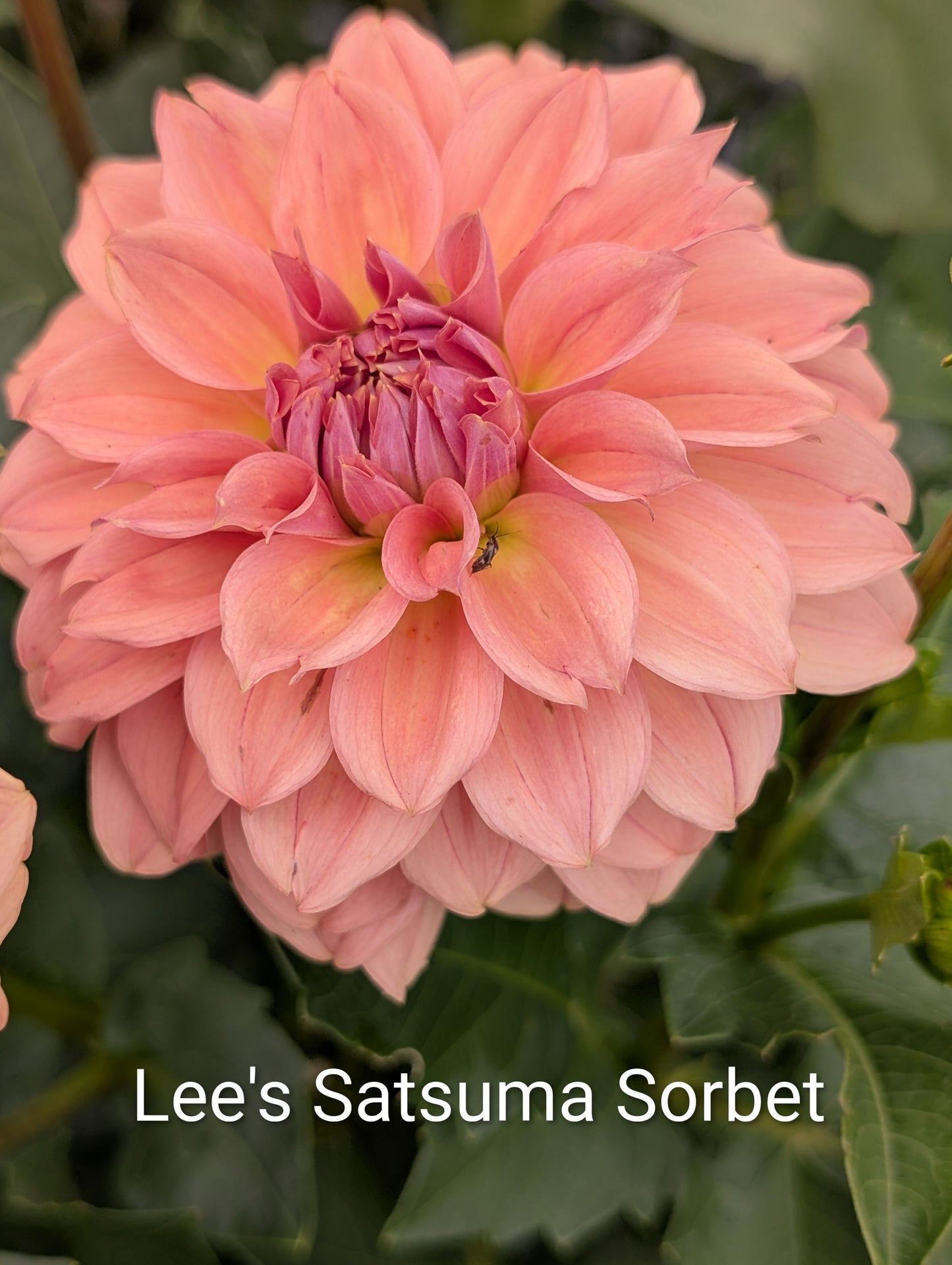 Lee's Satsuma Sorbet dahlia tuber
