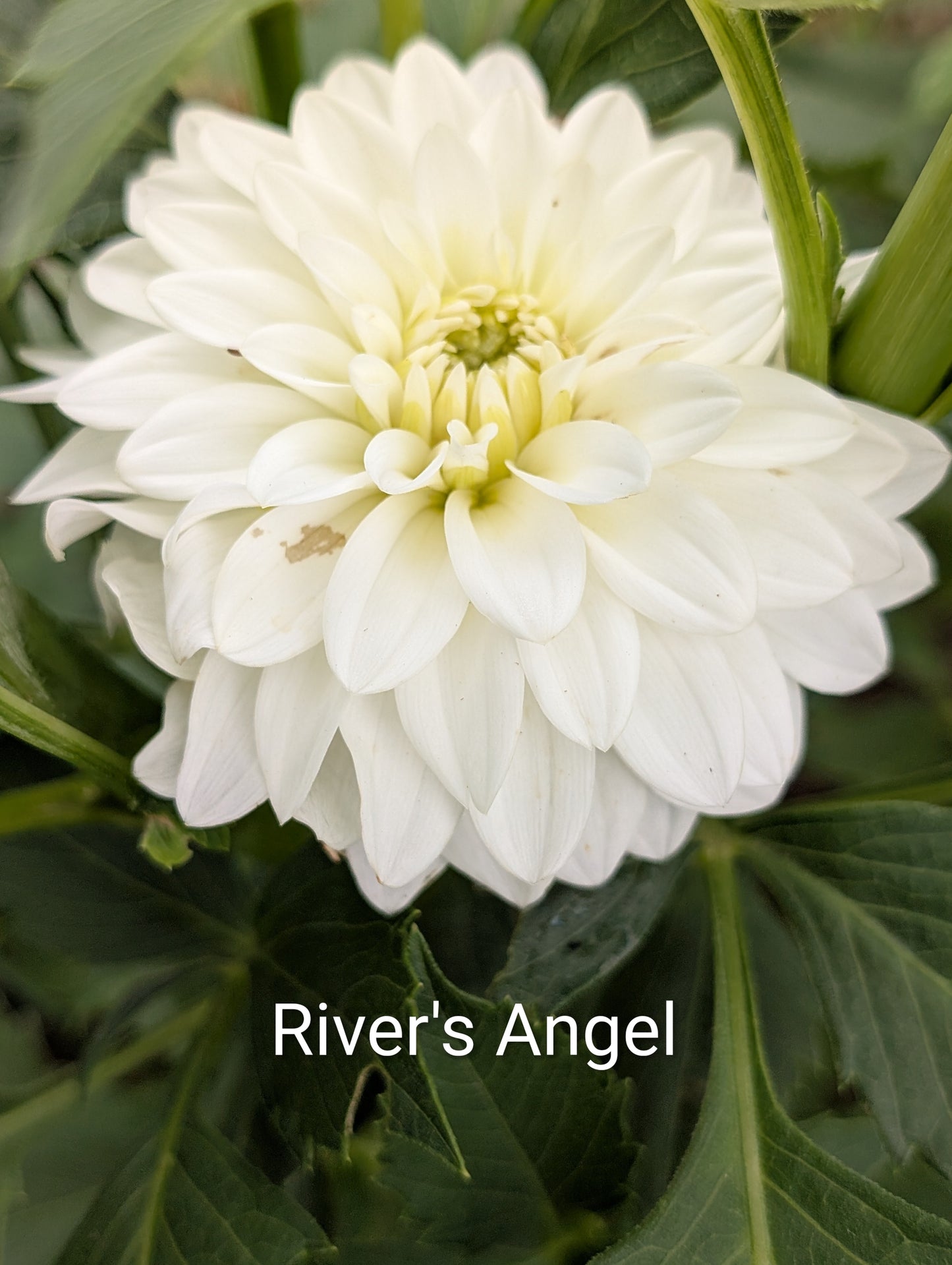 River's Angel dahlia tuber
