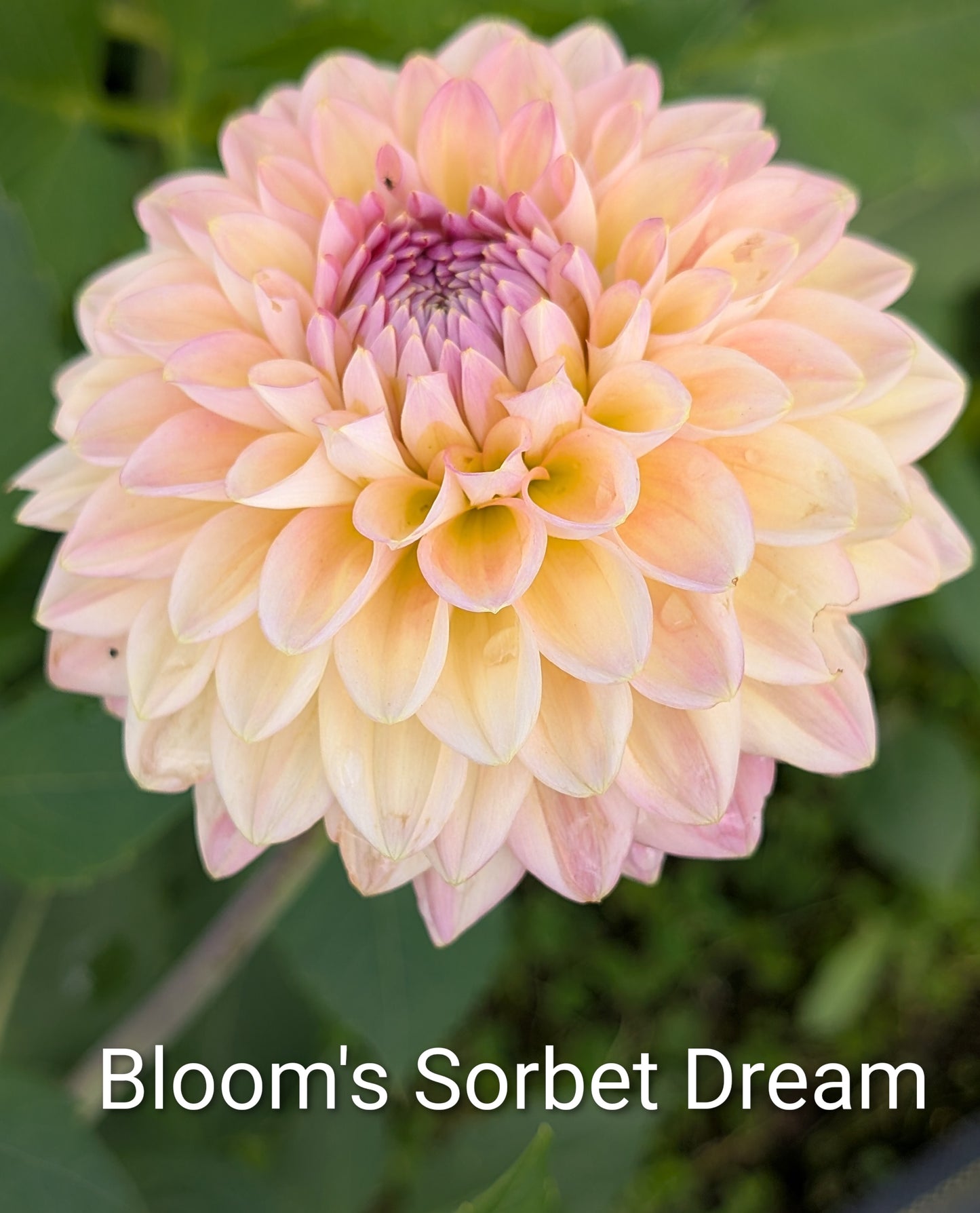 Bloom's Sorbet Dream dahlia tuber