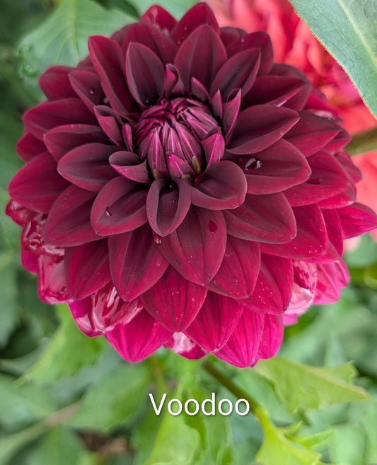 Voodoo dahlia tuber