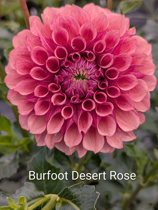 Burfoot Desert Rose dahlia tuber