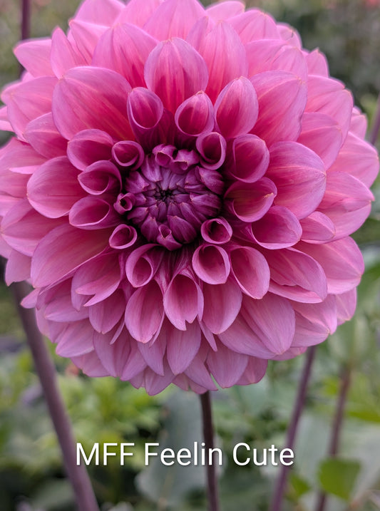 MFF Feelin' Cute dahlia tuber