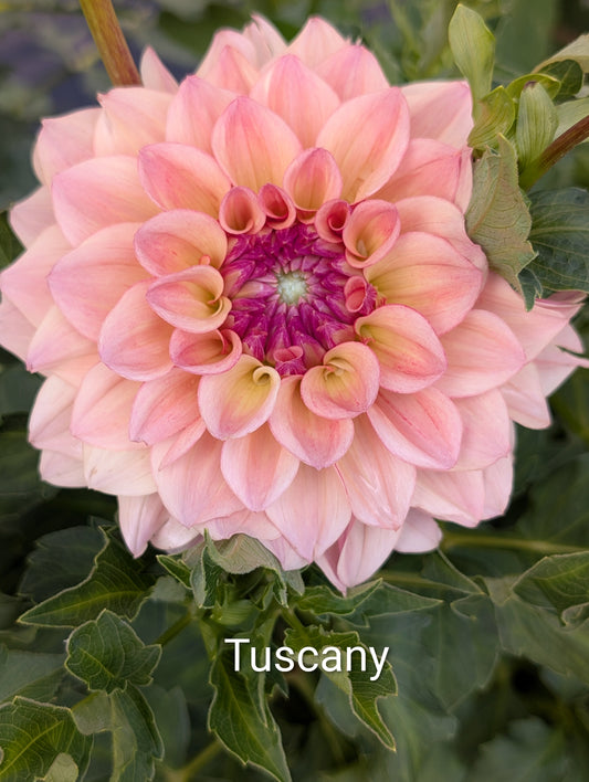 Tuscany dahlia tuber