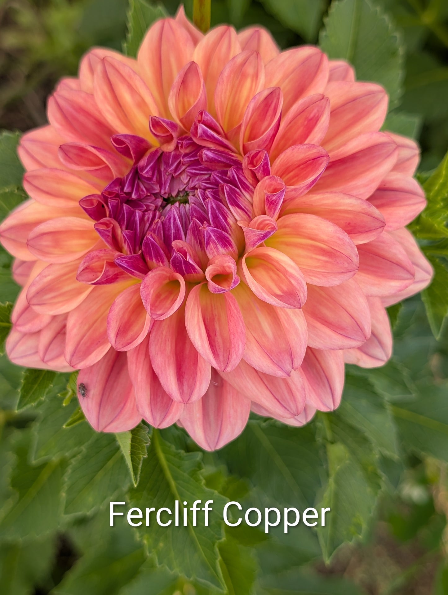 Ferncliff Copper dahlia tuber