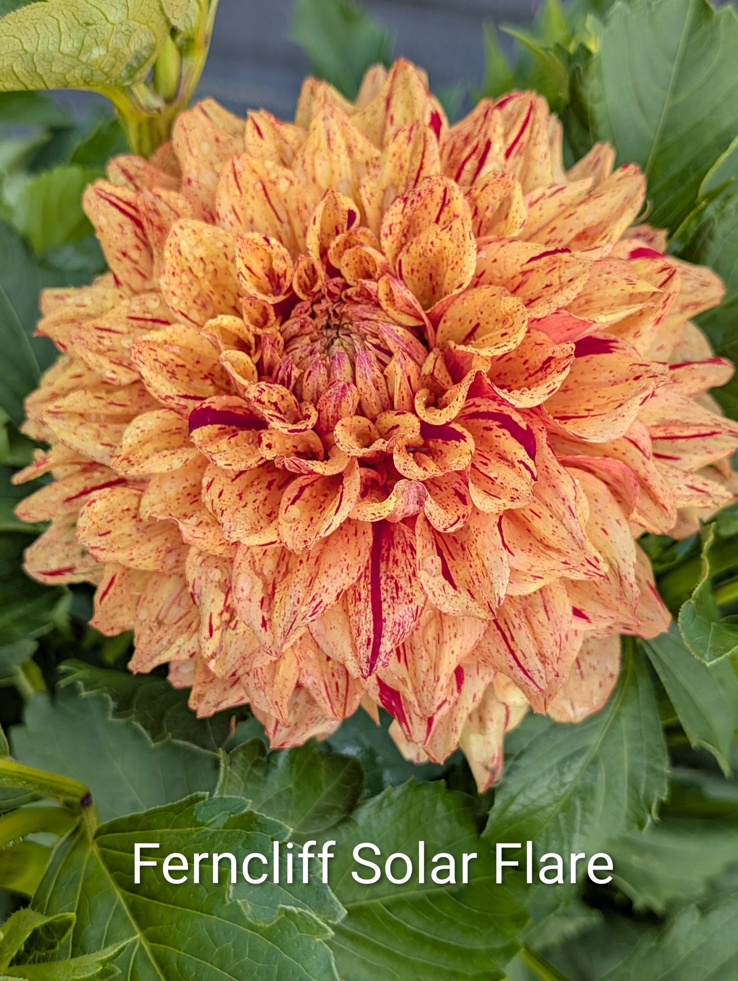 Ferncliff Solar Flare dahlia tuber