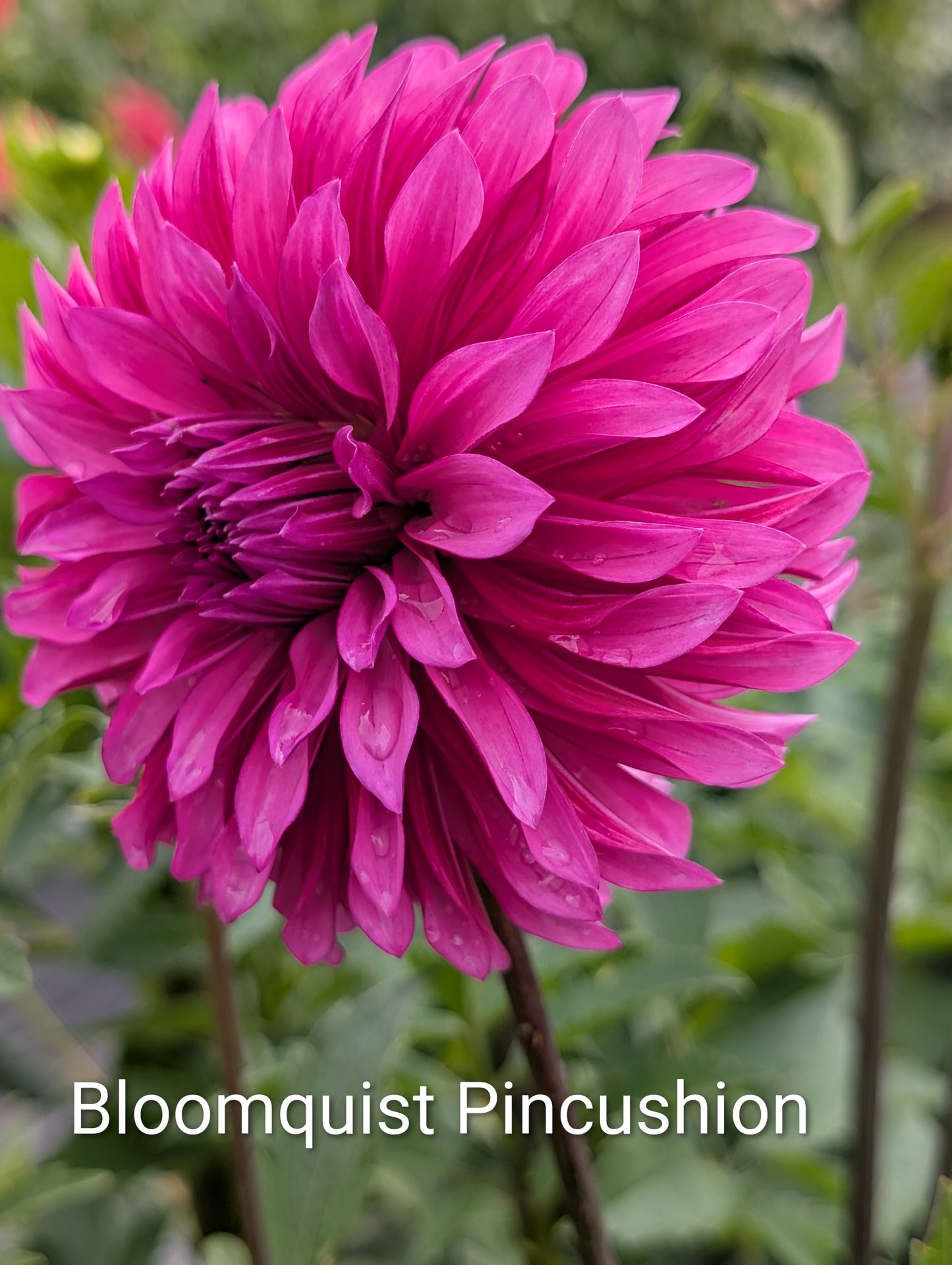 Bloomquist Pincushion dahlia tuber