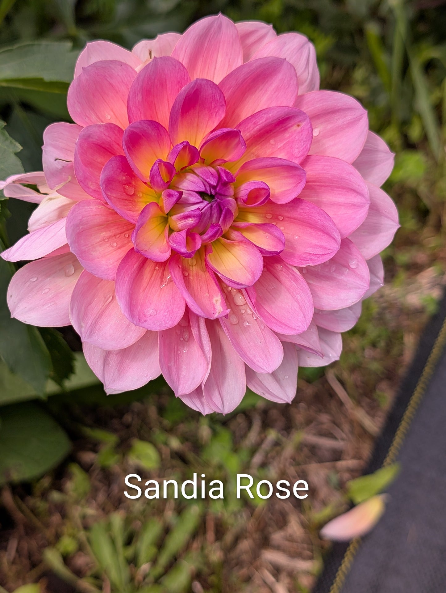 Sandia Rose dahlia tuber