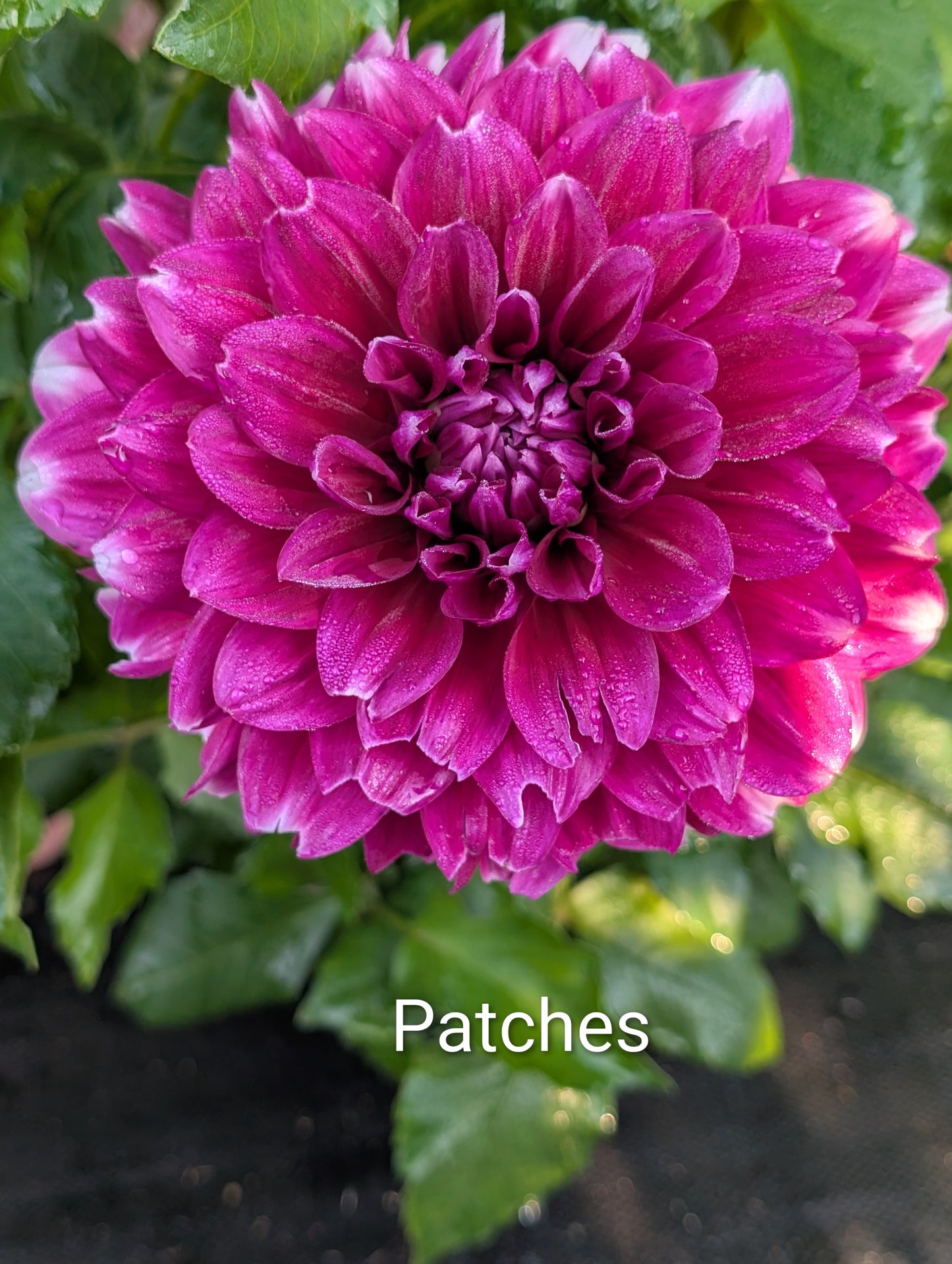 Patches dahlia tuber