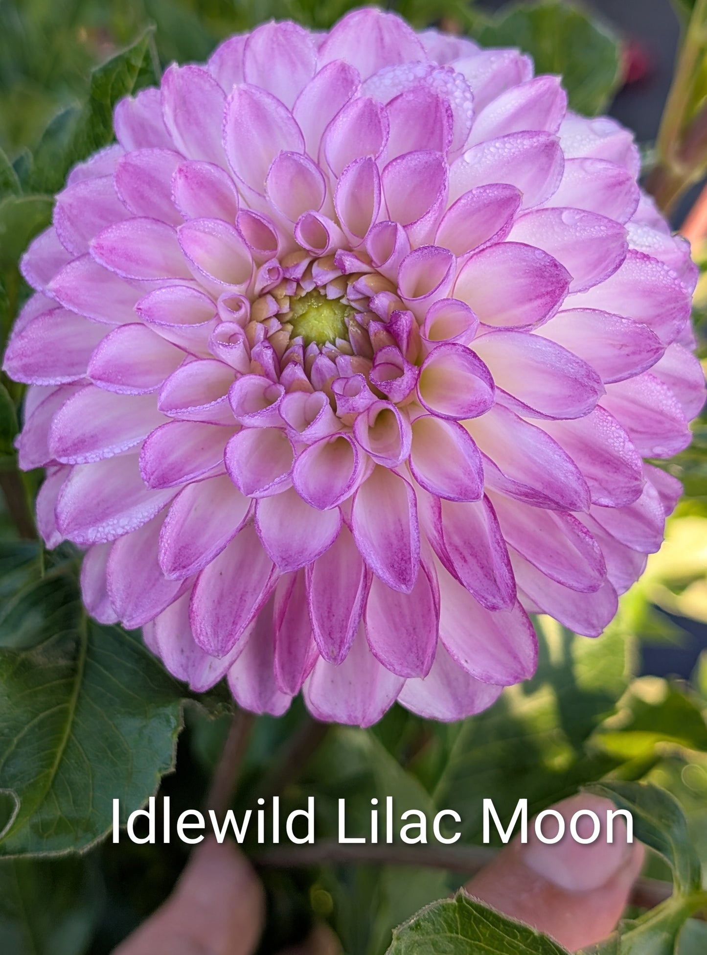 Idlewild Lilac Moon dahlia tuber
