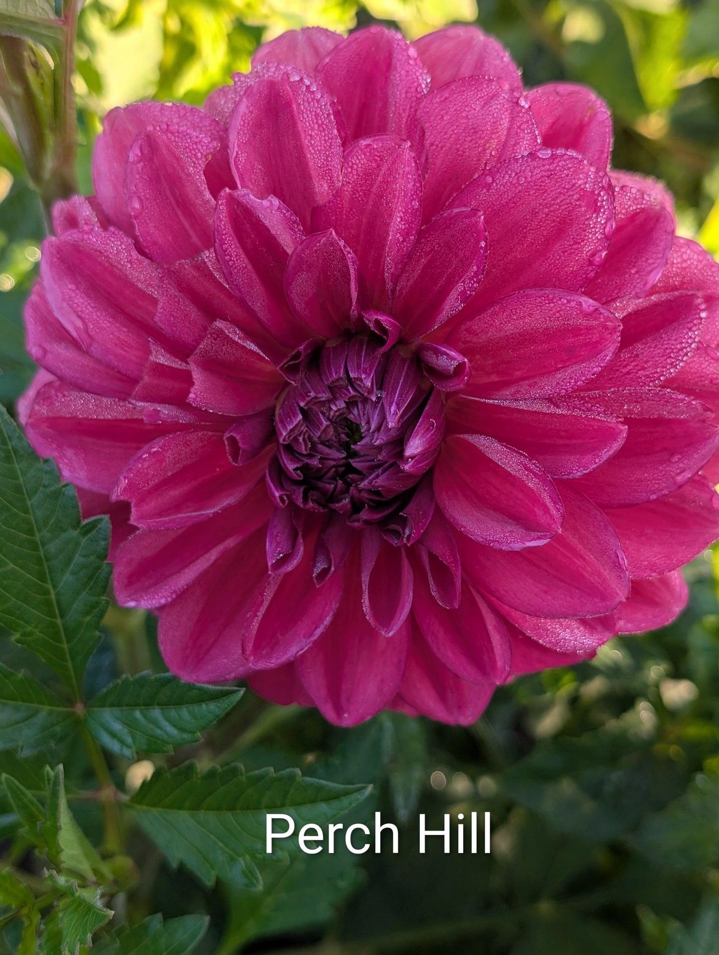 Perch Hill dahlia tuber