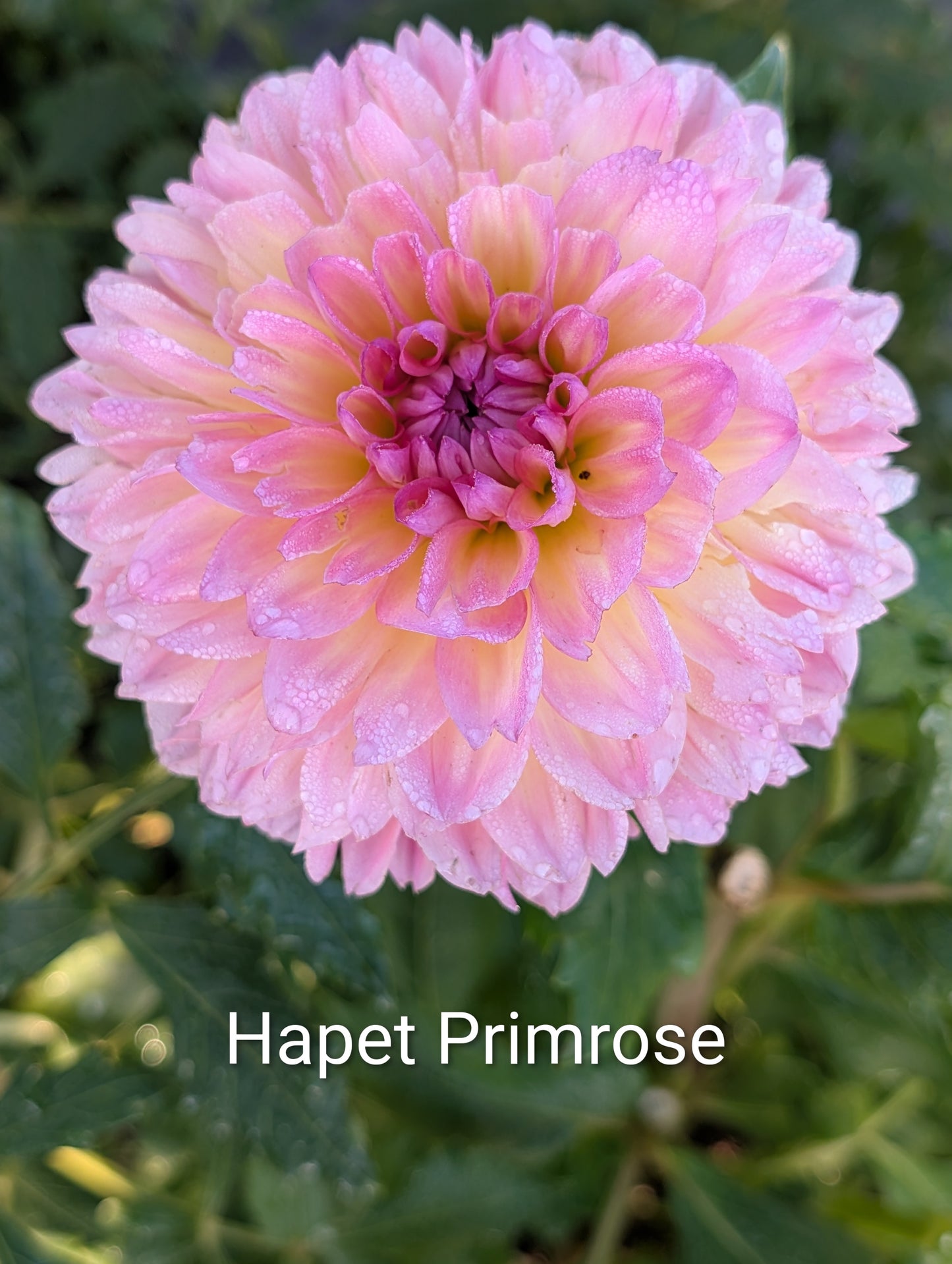 Hapet Primrose dahlia tuber