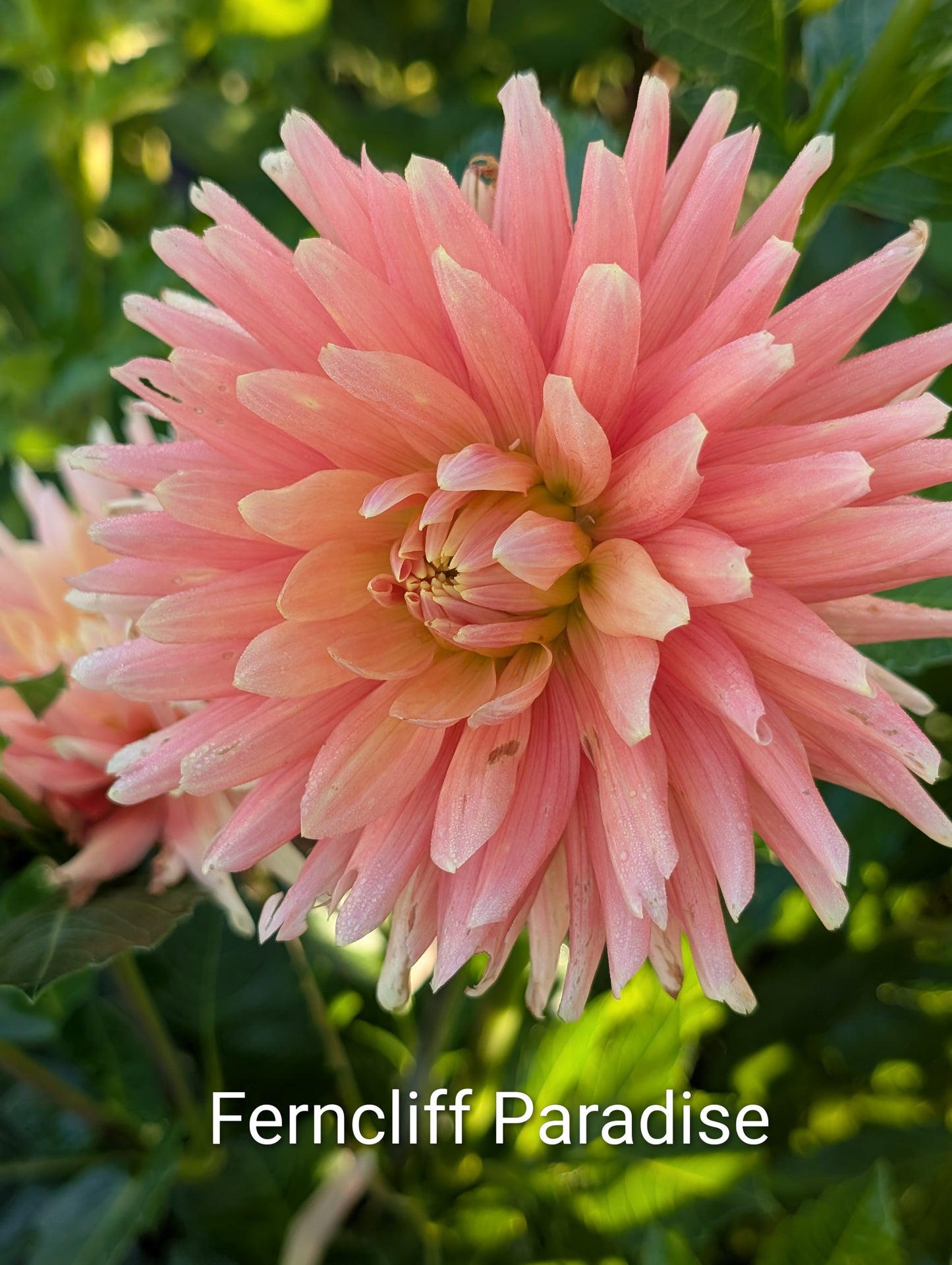 Ferncliff Paradise dahlia tuber