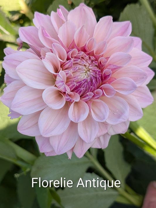 Florelie Antique dahlia tuber