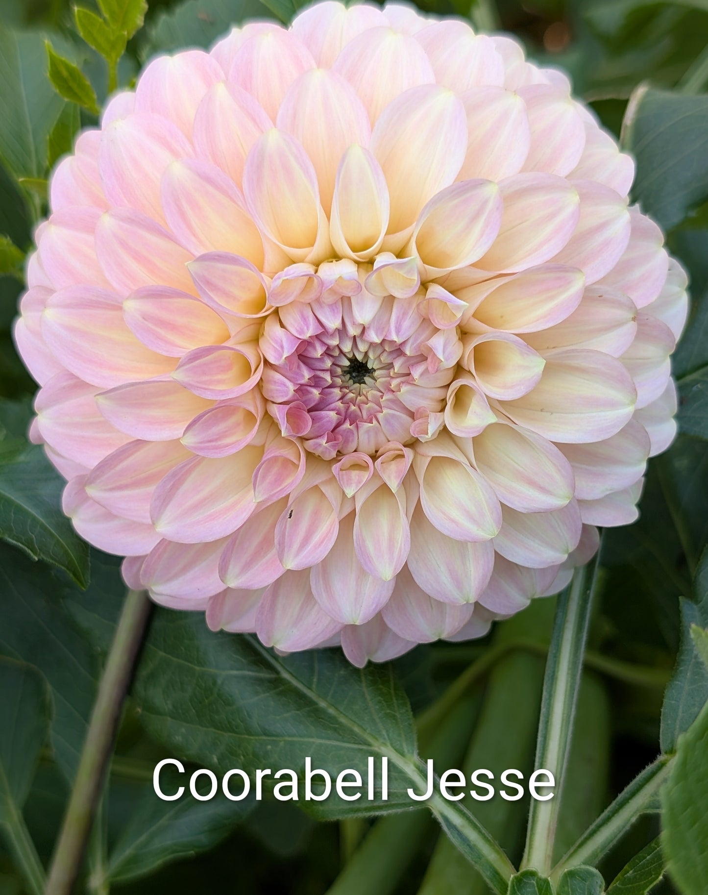 Coorabell Jesse dahlia tuber