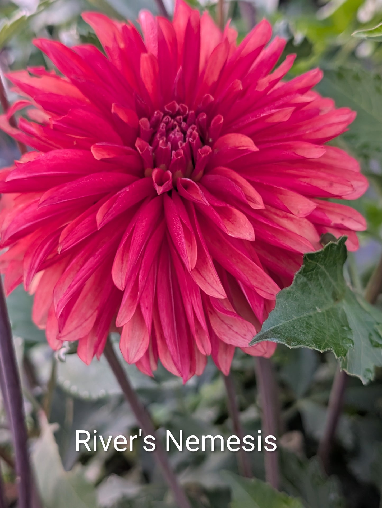 River's Nemesis dahlia tuber