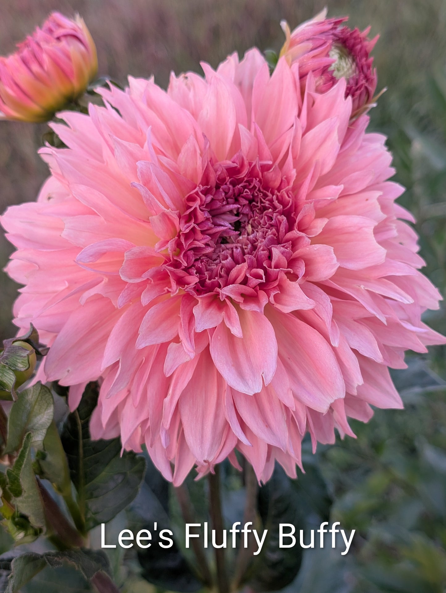 Lee's Fluffy Buffy dahlia tuber