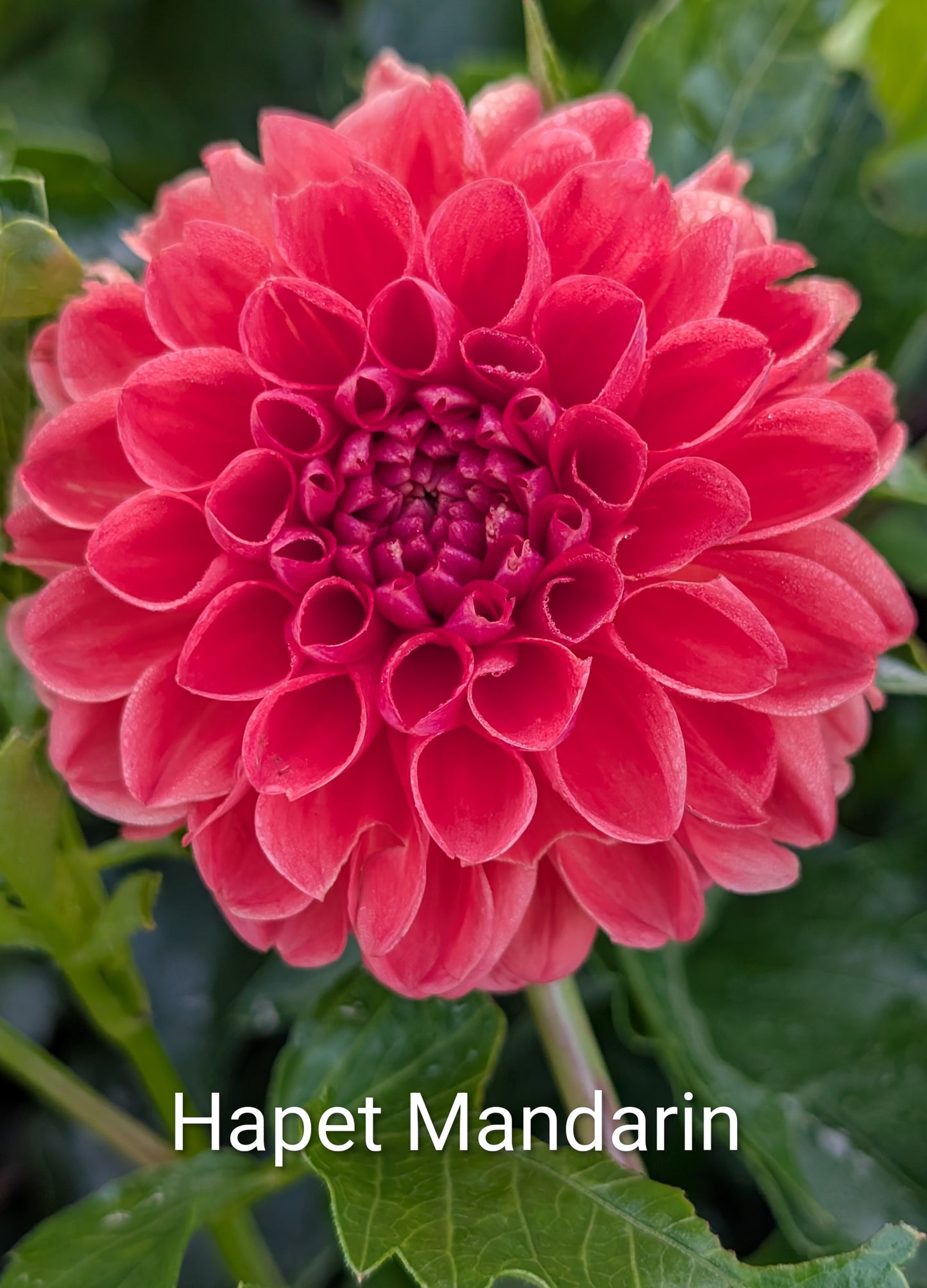 Hapet Mandarin dahlia tuber