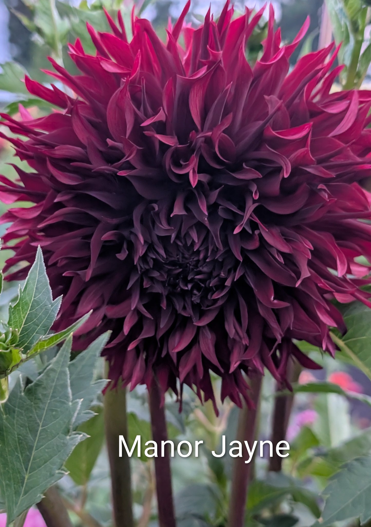 Manor Jayne dahlia tuber