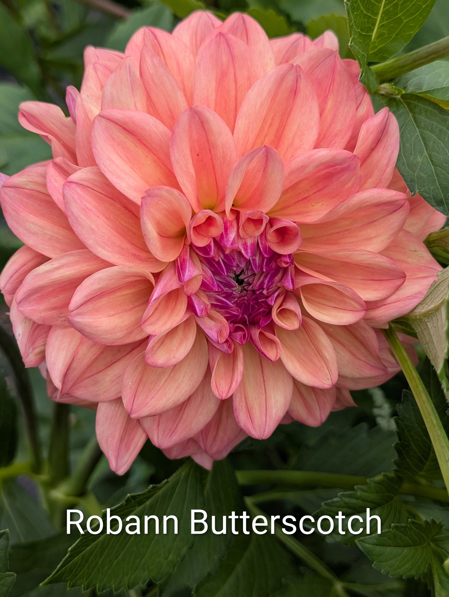 Robann Butterscotch dahlia tuber