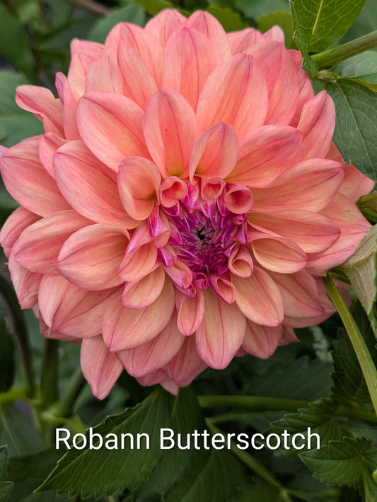 Robann Butterscotch dahlia tuber