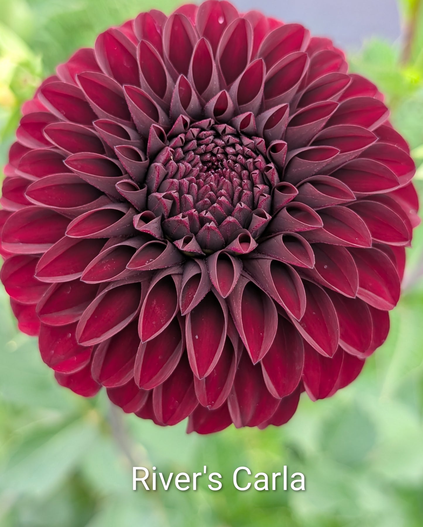 River's Carla dahlia tuber