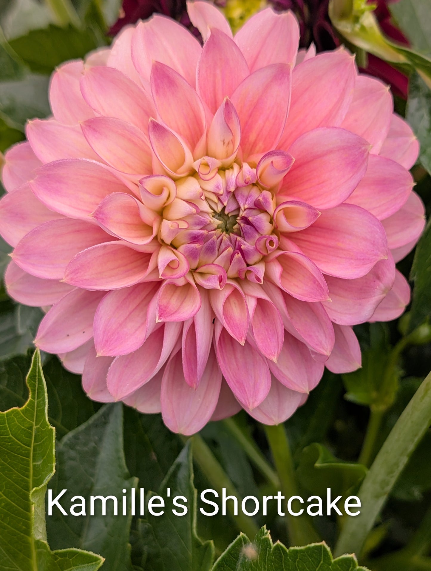 Kamille's Shortcake dahlia tuber