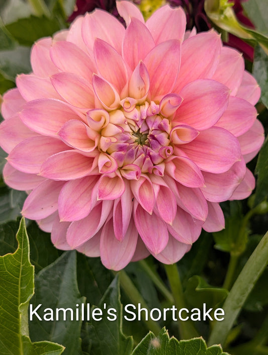 Kamille's Shortcake dahlia tuber