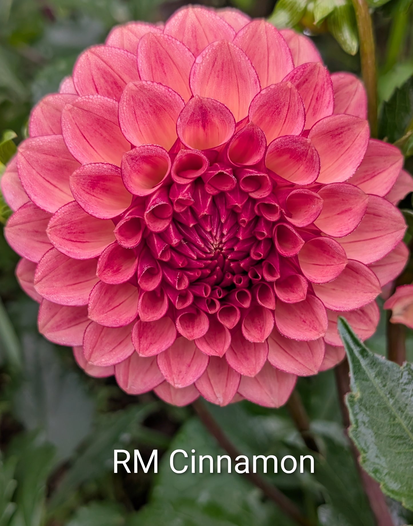 RM Cinnamon dahlia tuber