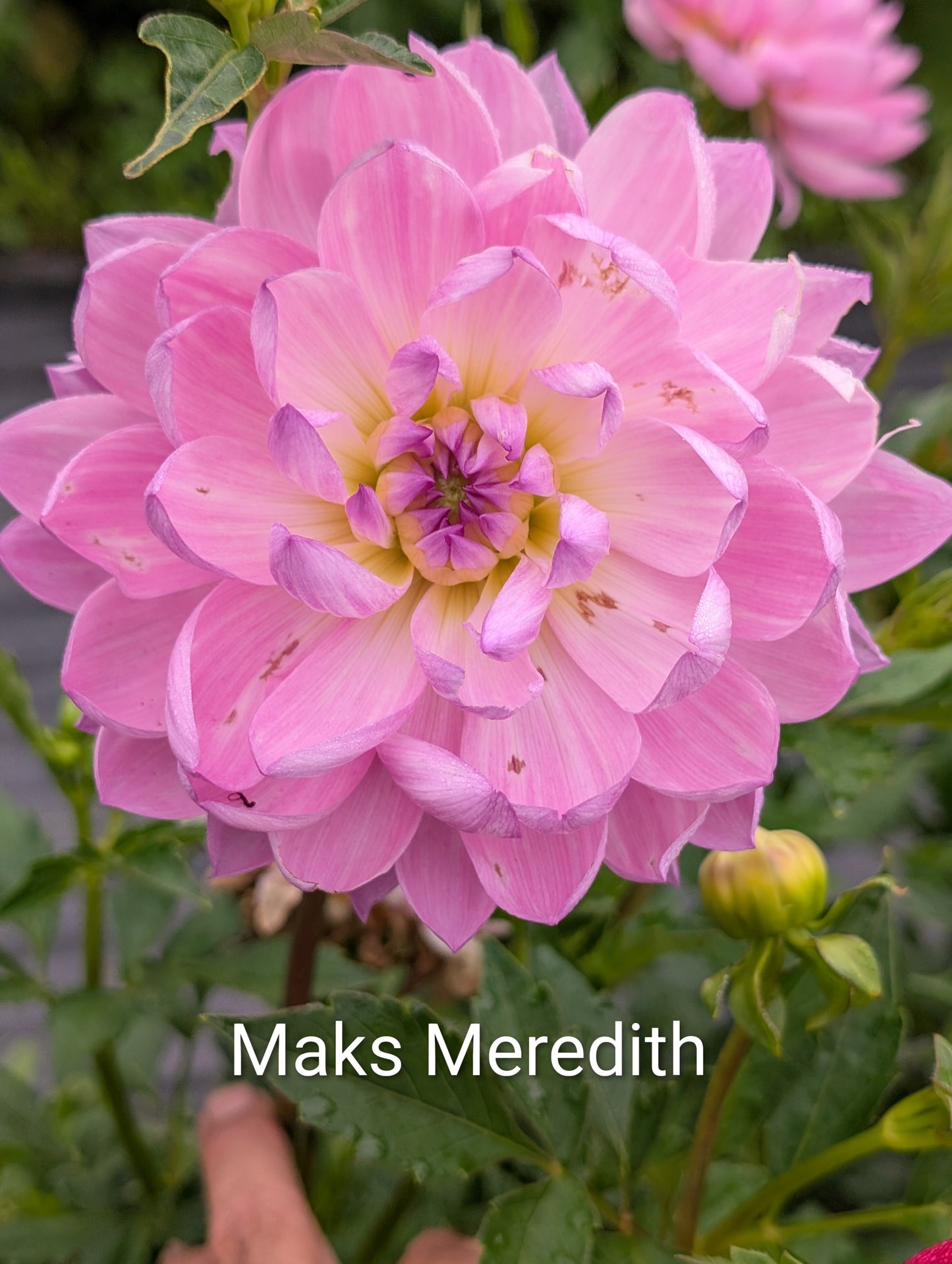 Makes Meredith dahlia tuber