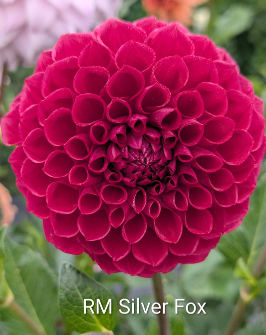 RM Silver Fox dahlia tuber