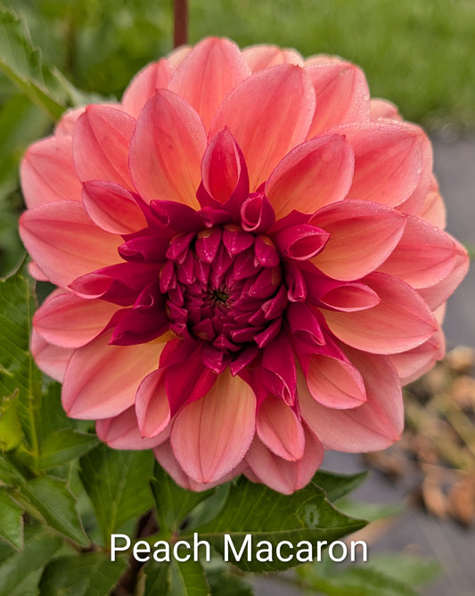 Peach Macaron dahlia tuber