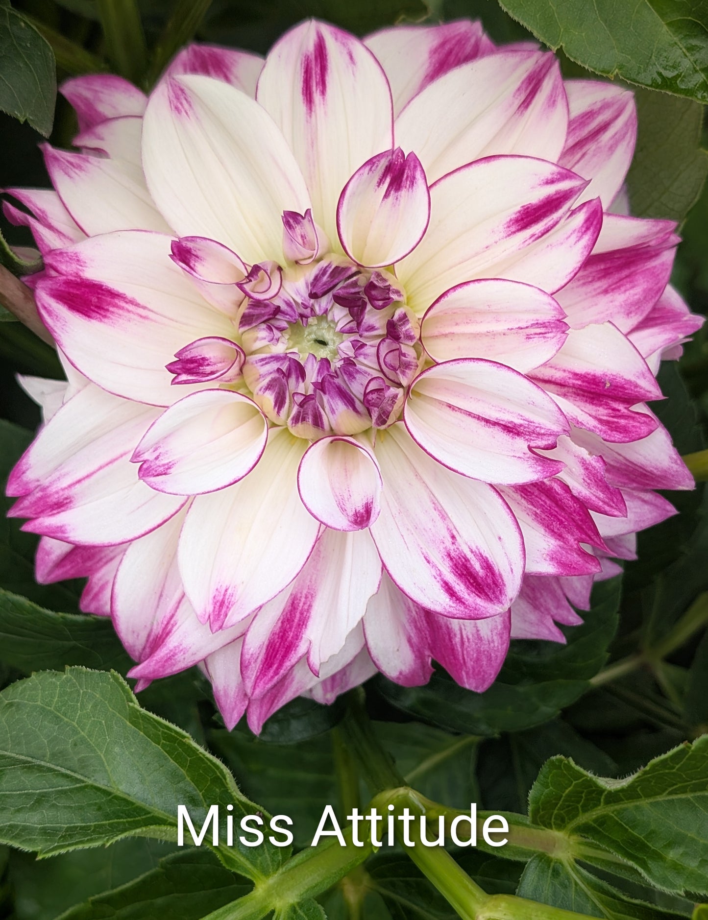 Miss Attitude dahlia tuber