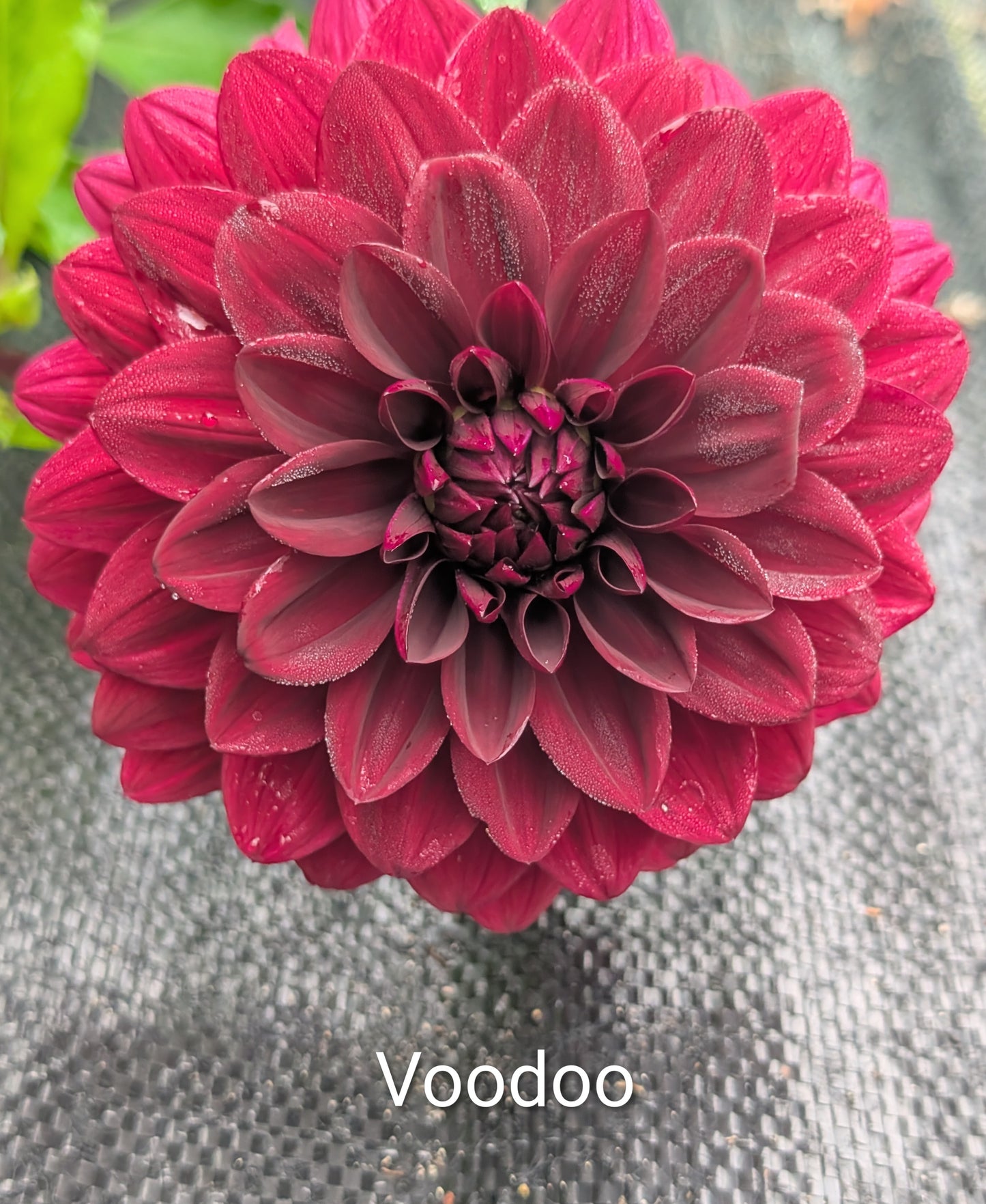 Voodoo dahlia tuber
