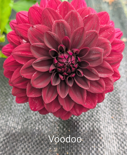 Voodoo dahlia tuber