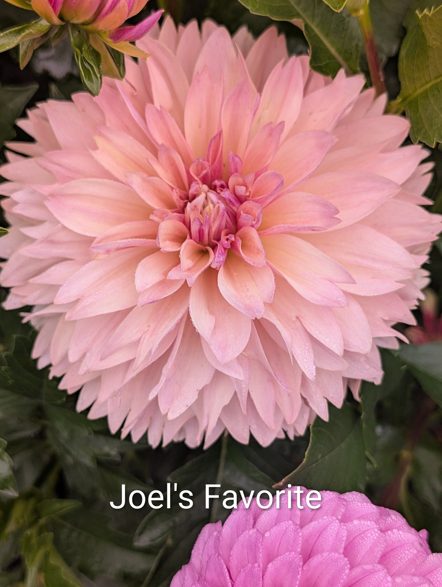 Joel's Favorite dahlia tuber