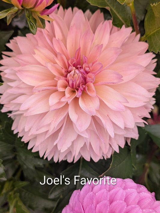 Joel's Favorite dahlia tuber