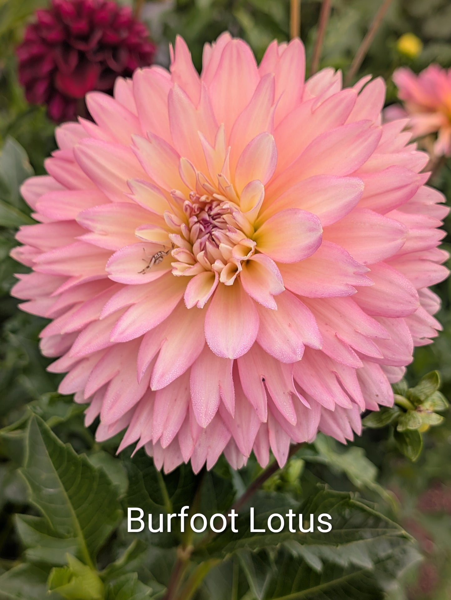 Burfoot Lotus dahlia tuber