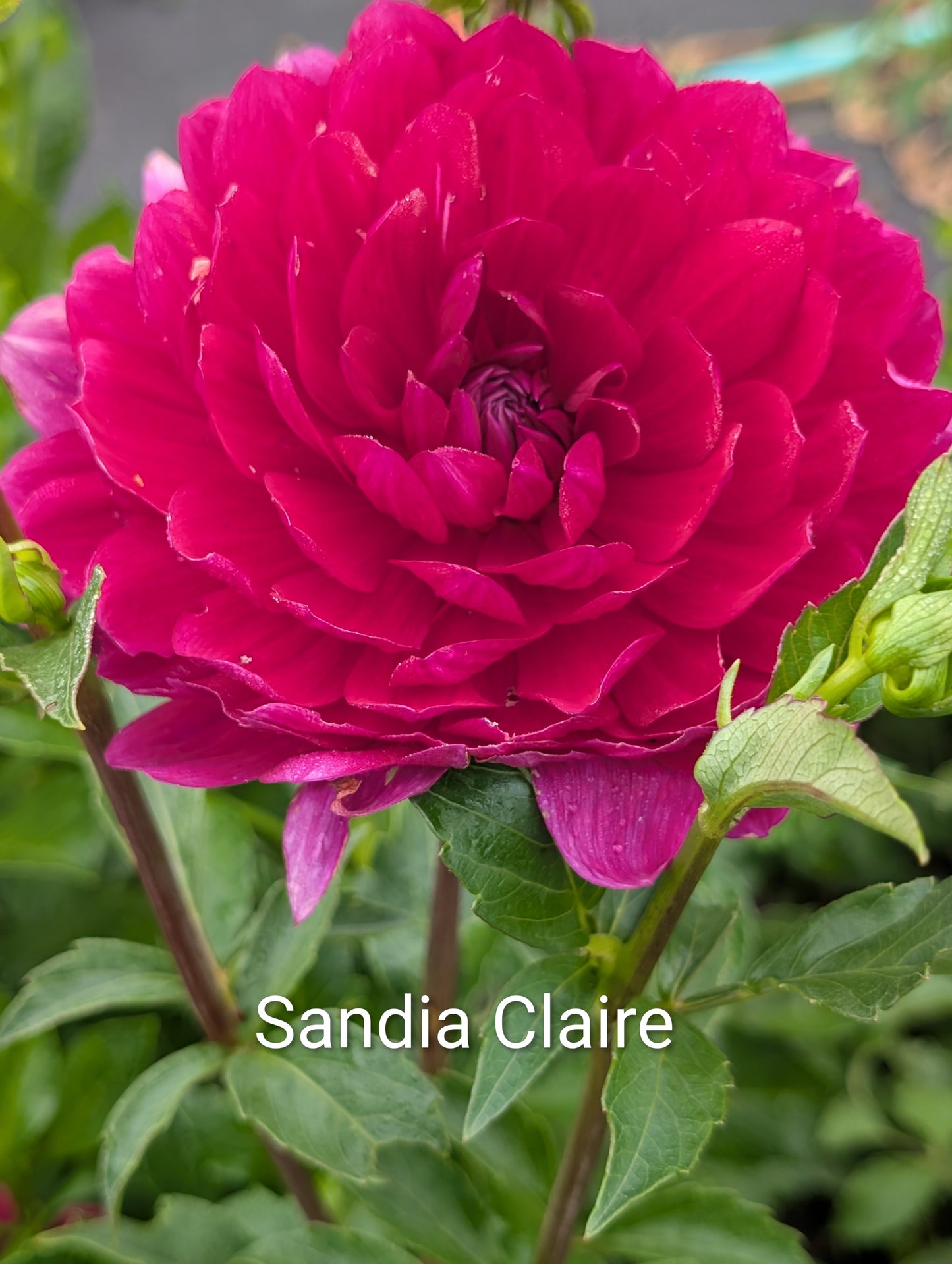 Sandia Claire dahlia tuber