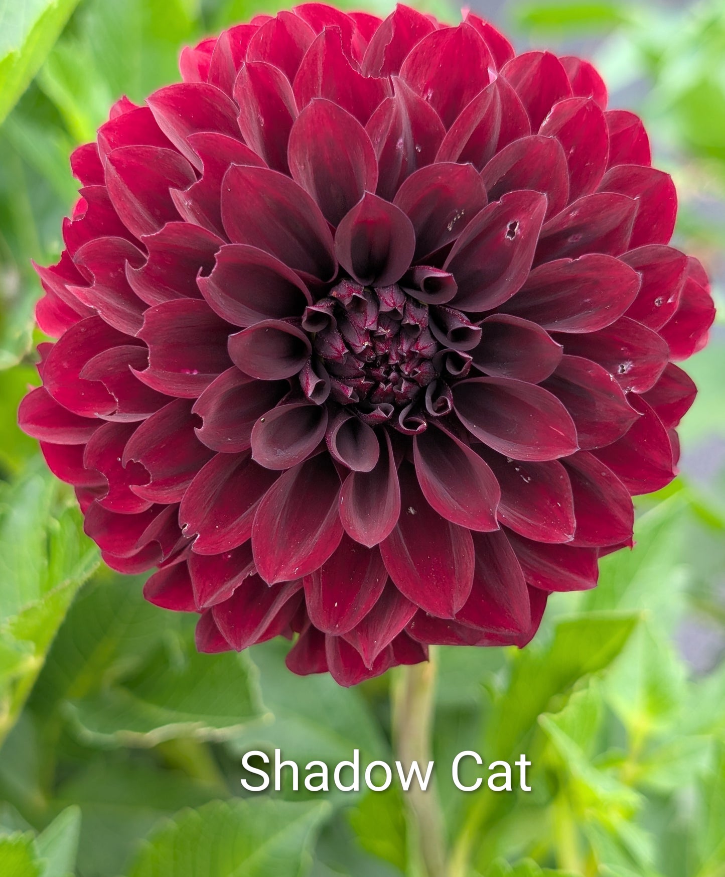 Shadow Cat dahlia tuber
