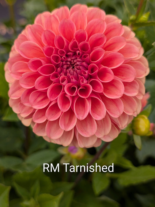 RM Tarnished dahlia tuber
