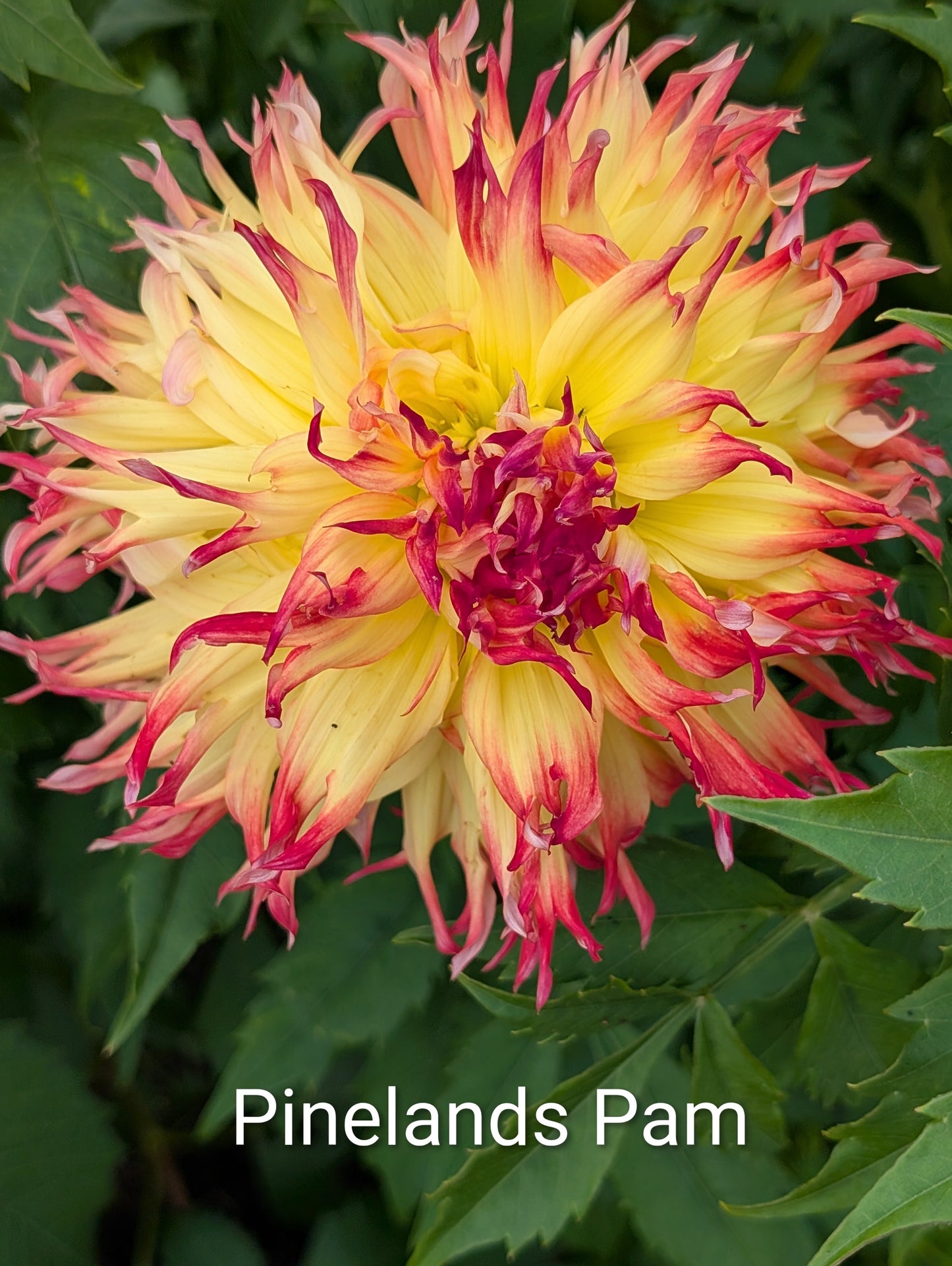 Pinelands Pam dahlia tuber