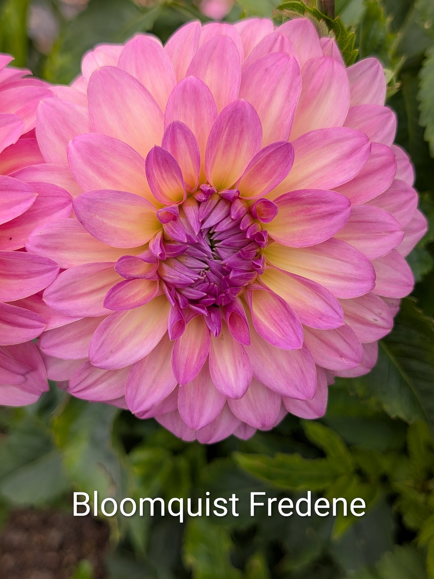 Bloomquist Fredene dahlia tuber