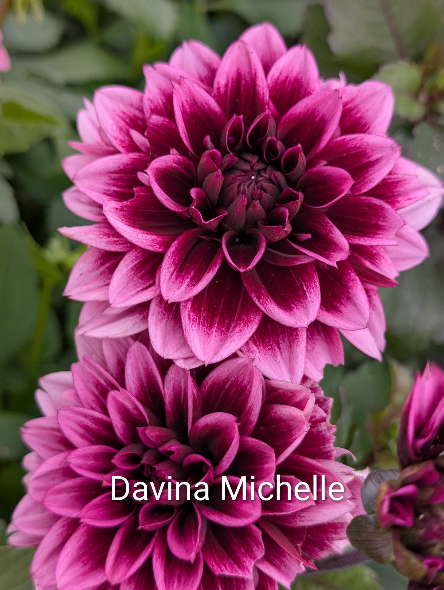 Davina Michelle dahlia tuber