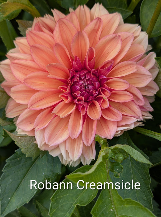 Robann Creamsicle dahlia tuber